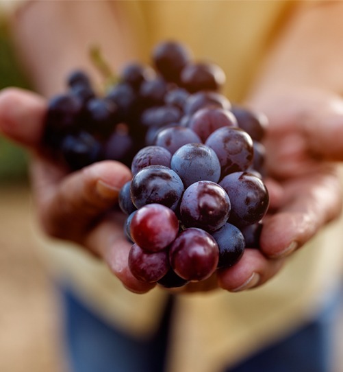 Nos clients : Producteur Maison Oenotourisme Caviste Marketplace Négociant Distributeur Importateur Arts de vivre Hôtellerie & restauration Architecture Nautisme Paysagiste